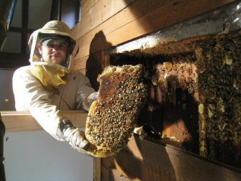 Contrôle des insectes: extermination abeille et gestion des espèces invasives
