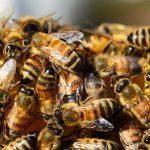 Effective Strategies for Bee Extermination and Invasive Species Management