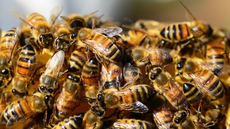 Mastering Bee Removal: Safe Techniques for Exterminating Hymenoptera Nests