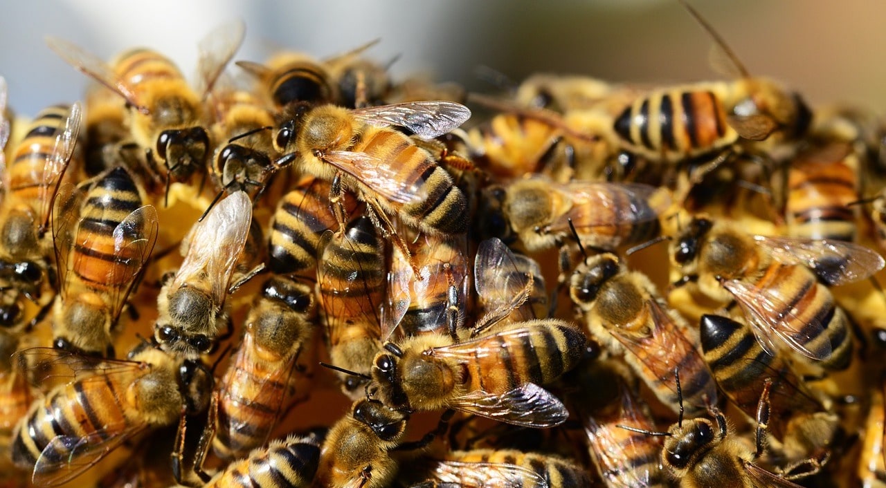 Mastering Bee Removal: Safe Techniques for Exterminating Hymenoptera Nests