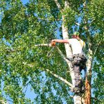 Emergency Tree Removal Services: What You Need to Know