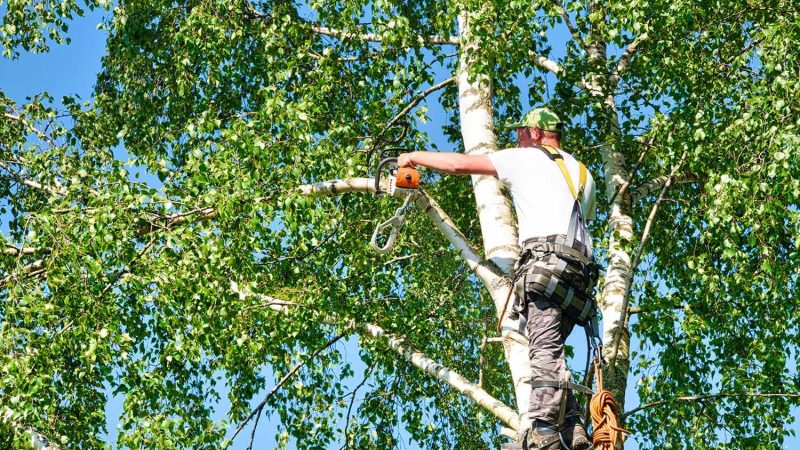 Emergency Tree Removal Services: What You Need to Know